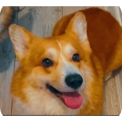 🐶 Стикер «Бандит Бублик Кекс Коржик» для Telegram