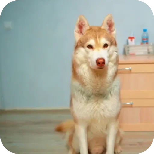 👍 Стикер «Бандит Бублик Кекс Коржик» для Telegram