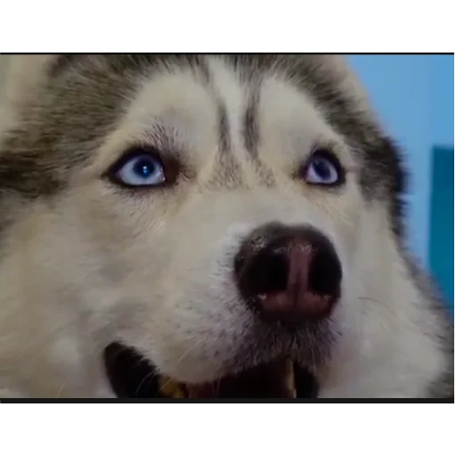 🐶 Стикер «Бандит Бублик Кекс Коржик» для Telegram