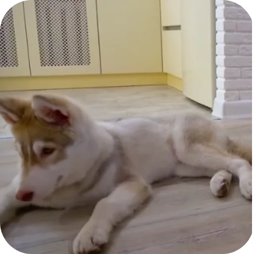 🐶 Стикер «Бандит Бублик Кекс Коржик» для Telegram