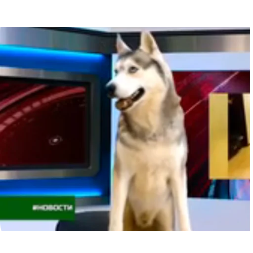 🐶 Стикер «Бандит Бублик Кекс Коржик» для Telegram