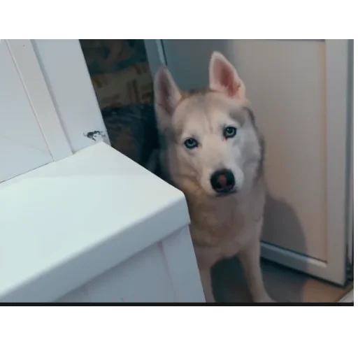 🐶 Стикер «Бандит Бублик Кекс Коржик» для Telegram
