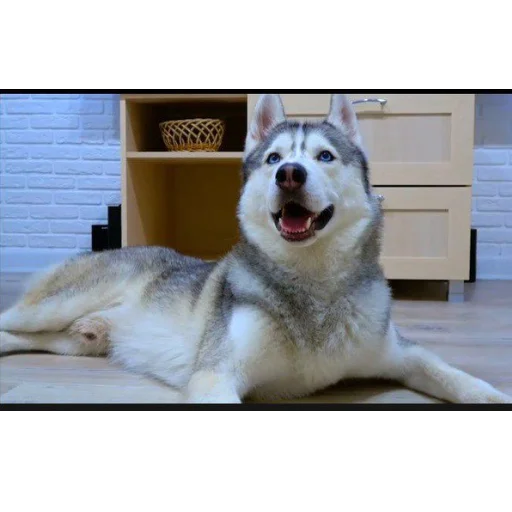 🐶 Стикер «Бандит Бублик Кекс Коржик» для Telegram