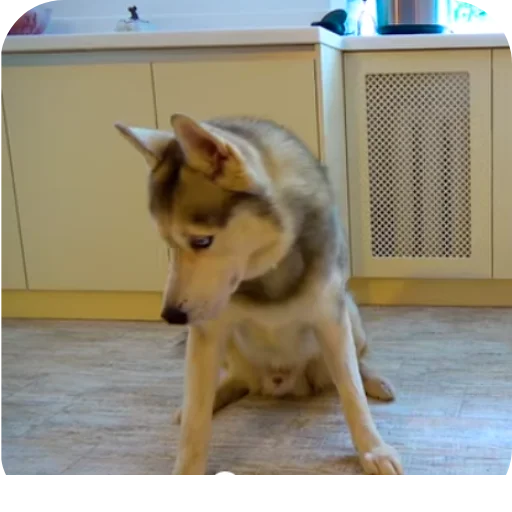 🐱 Стикер «Бандит Бублик Кекс Коржик» для Telegram