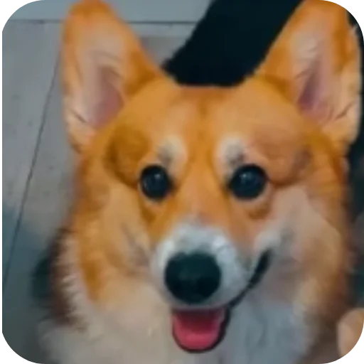 🐶 Стикер «Бандит Бублик Кекс Коржик» для Telegram