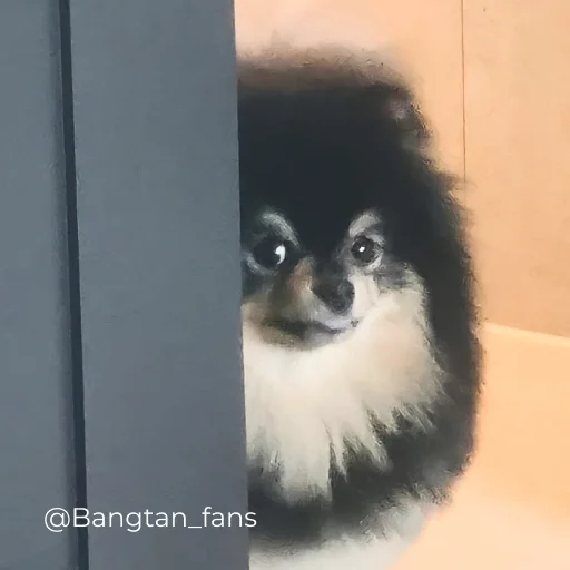 👀 Стикер «Bangtan_fans» для Telegram