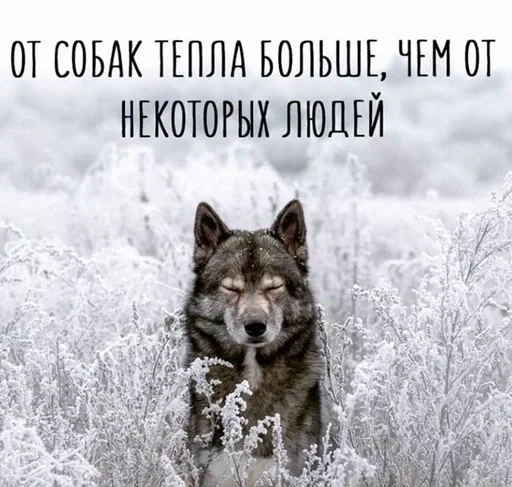 🧐 Стикер «Как вариант» для Telegram
