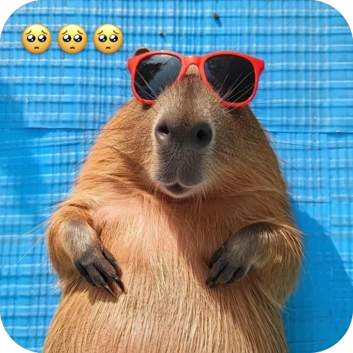 🥺 Стикер «Bara» для Telegram