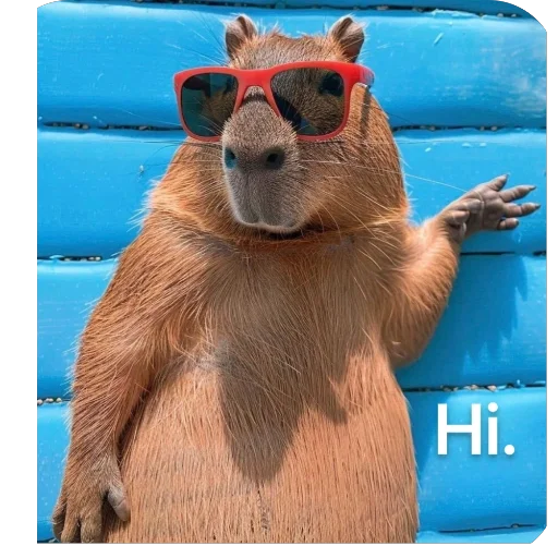 👋 Стикер «Bara» для Telegram