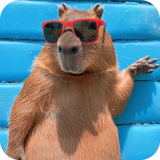 🫥 Стикер «Bara» для Telegram