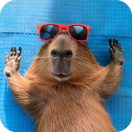 🐾 Стикер «Bara» для Telegram