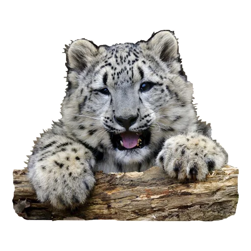 😃 Стикер «BarsFukuBaby» для Telegram