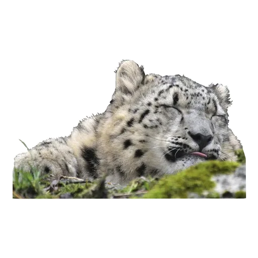 😴 Стикер «BarsFukuBaby» для Telegram