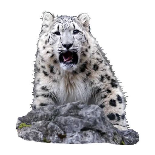😲 Стикер «BarsFukuBaby» для Telegram