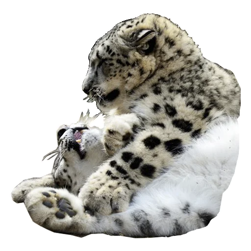 😼 Стикер «BarsFukuBaby» для Telegram