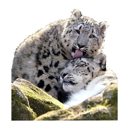 😻 Стикер «BarsFukuBaby» для Telegram