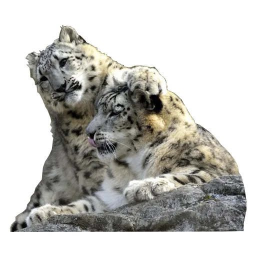 😺 Стикер «BarsFukuBaby» для Telegram
