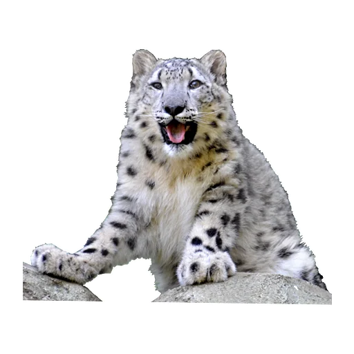 😁 Стикер «BarsFukuBaby» для Telegram