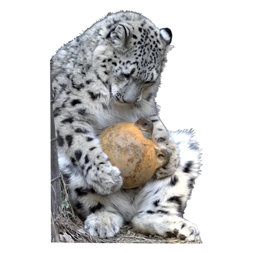 🏀 Стикер «BarsFukuBaby» для Telegram