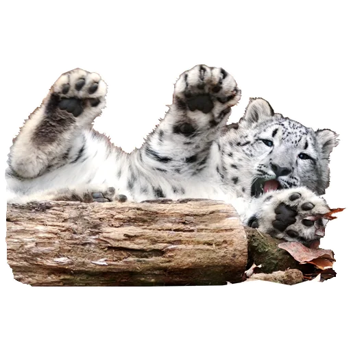 👐 Стикер «BarsFukuBaby» для Telegram