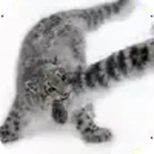 🐱 Эмодзи «снежные барсики» для Telegram