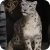 🐱 Эмодзи «снежные барсики» для Telegram