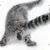 🐱 Эмодзи «снежные барсики» для Telegram