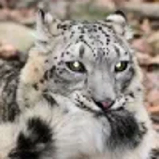 😺 Эмодзи «снежные барсики» для Telegram