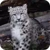 🫥 Эмодзи «снежные барсики» для Telegram
