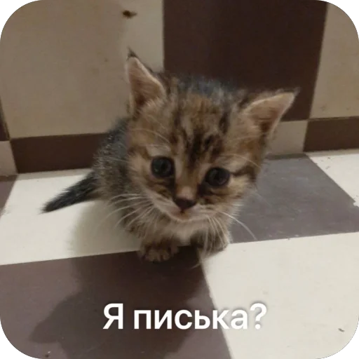 🥺 Стикер «буси туси дуси» для Telegram