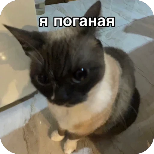 😡 Стикер «буси туси дуси» для Telegram