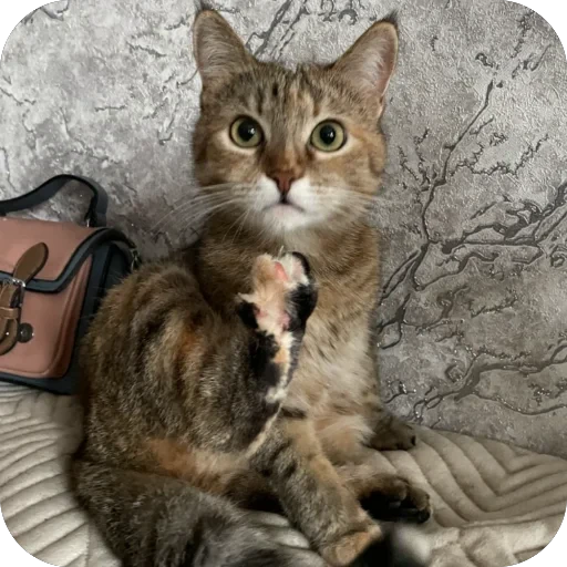 🐾 Стикер «буси туси дуси» для Telegram