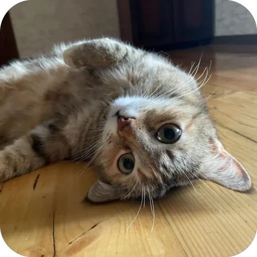 🥰 Стикер «буси туси дуси» для Telegram