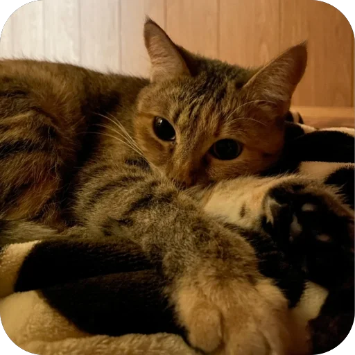 🐱 Стикер «буси туси дуси» для Telegram