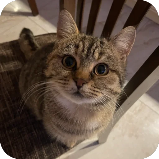 🐱 Стикер «буси туси дуси» для Telegram