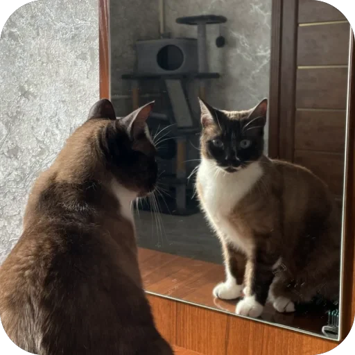 🐱 Стикер «буси туси дуси» для Telegram