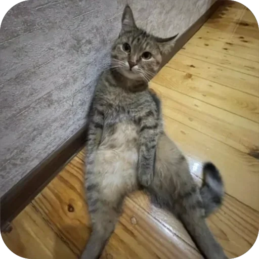 🧐 Стикер «буси туси дуси» для Telegram