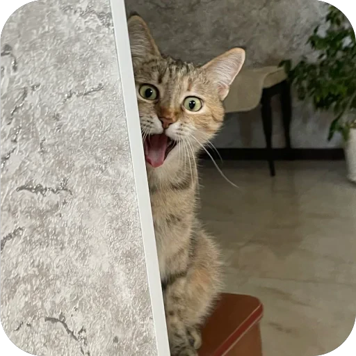 😦 Стикер «буси туси дуси» для Telegram