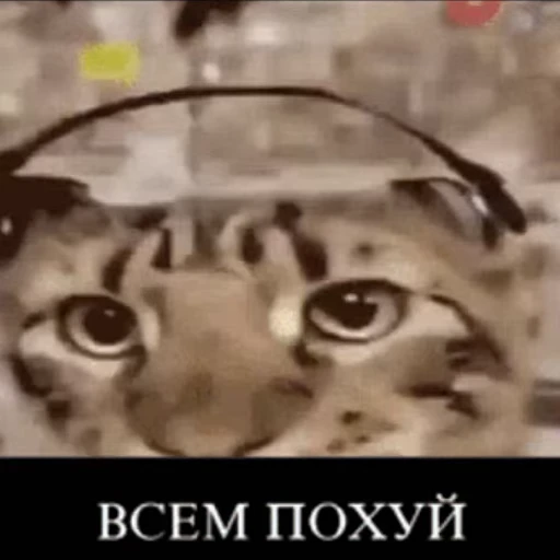 😐 Стикер «База №5» для Telegram