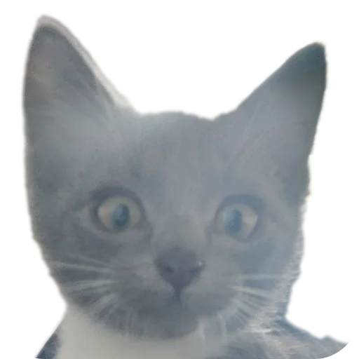 🐱 Стикер «Ð°Ð²ÑÐ¾Ð±ÑÑÑ» для Telegram