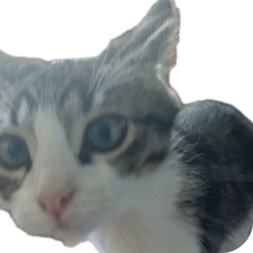 🐱 Стикер «Ð°Ð²ÑÐ¾Ð±ÑÑÑ» для Telegram
