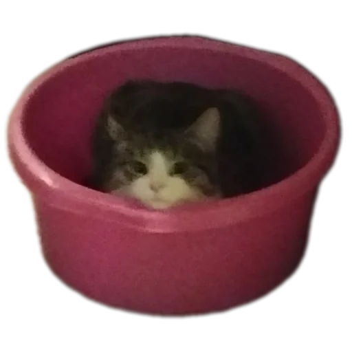 🐱 Стикер «Ð°Ð²ÑÐ¾Ð±ÑÑÑ» для Telegram