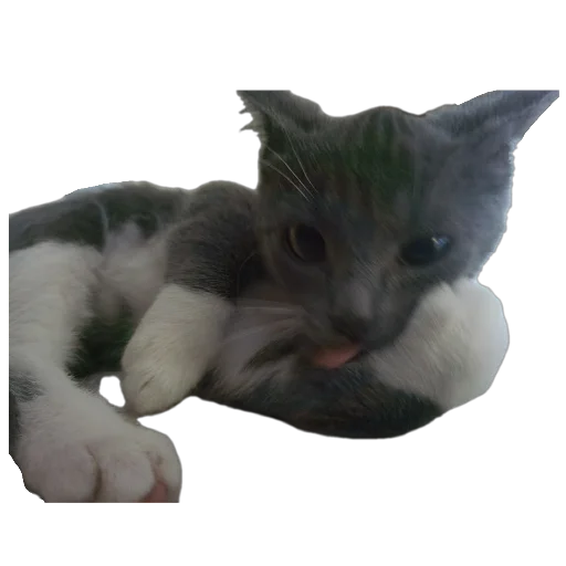 🐱 Стикер «Ð°Ð²ÑÐ¾Ð±ÑÑÑ» для Telegram