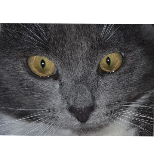 🐱 Стикер «Ð°Ð²ÑÐ¾Ð±ÑÑÑ» для Telegram