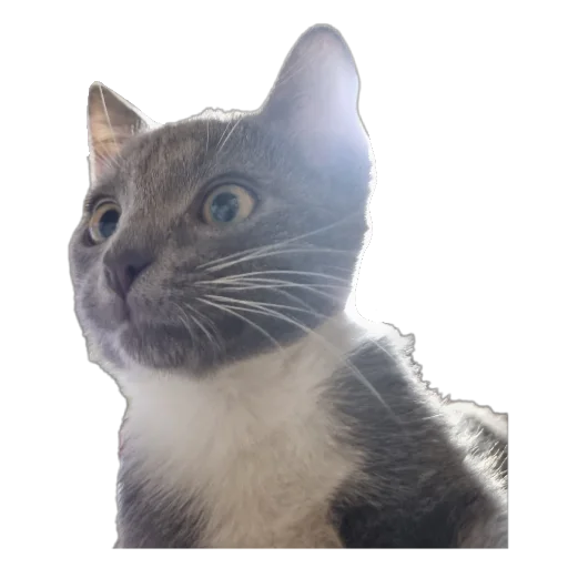 🐱 Стикер «Ð°Ð²ÑÐ¾Ð±ÑÑÑ» для Telegram