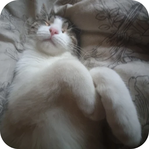 🐱 Стикер «Ð°Ð²ÑÐ¾Ð±ÑÑÑ» для Telegram