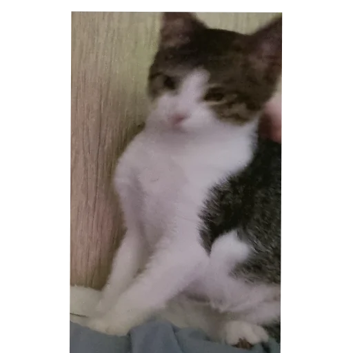 🐱 Стикер «Ð°Ð²ÑÐ¾Ð±ÑÑÑ» для Telegram