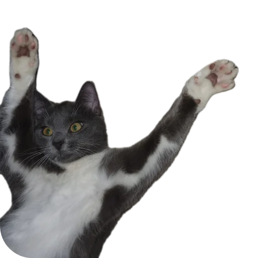 🐱 Стикер «Ð°Ð²ÑÐ¾Ð±ÑÑÑ» для Telegram