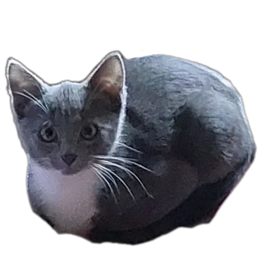 🐱 Стикер «Ð°Ð²ÑÐ¾Ð±ÑÑÑ» для Telegram