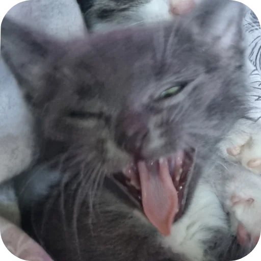 🐱 Стикер «Ð°Ð²ÑÐ¾Ð±ÑÑÑ» для Telegram